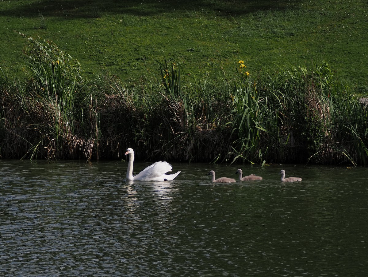 Cygne tuberculé - ML620270576