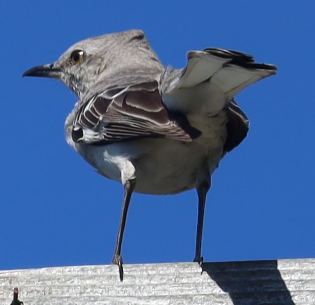 Northern Mockingbird - ML620270577