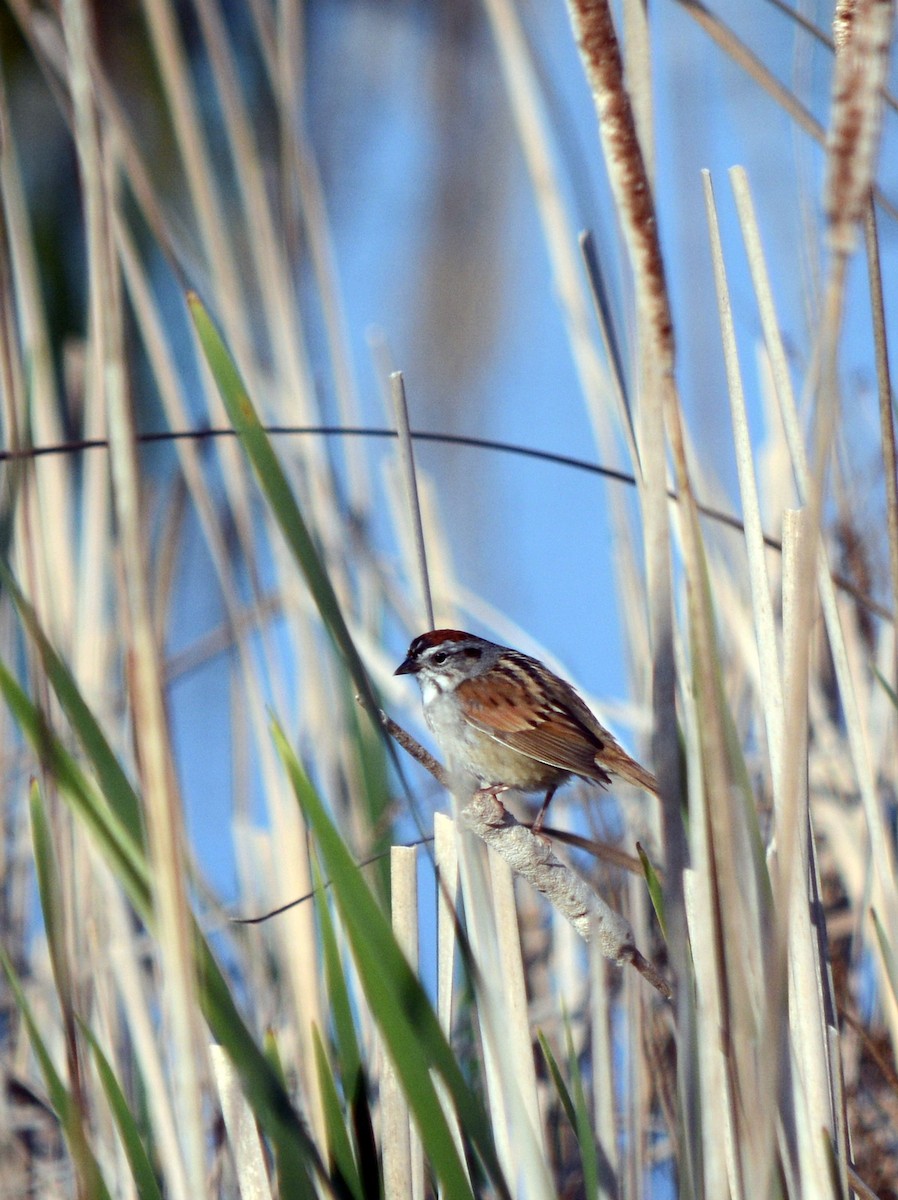 Swamp Sparrow - ML620270581