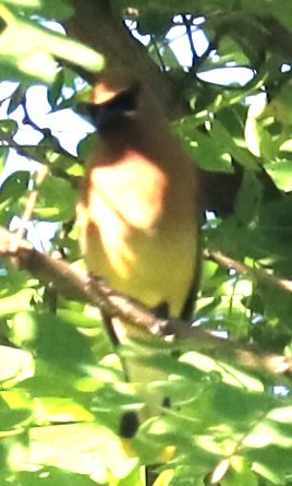 Cedar Waxwing - ML620270583