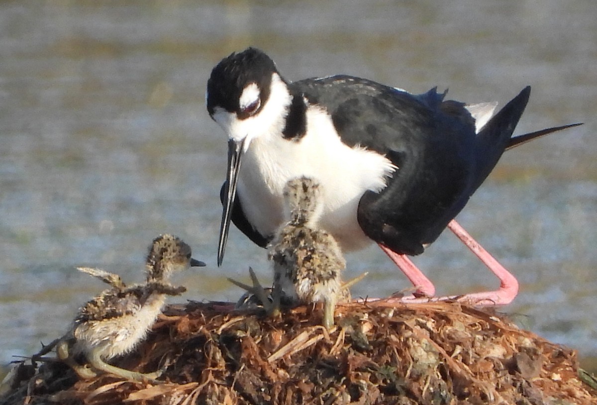 Black-necked Stilt - ML620270589