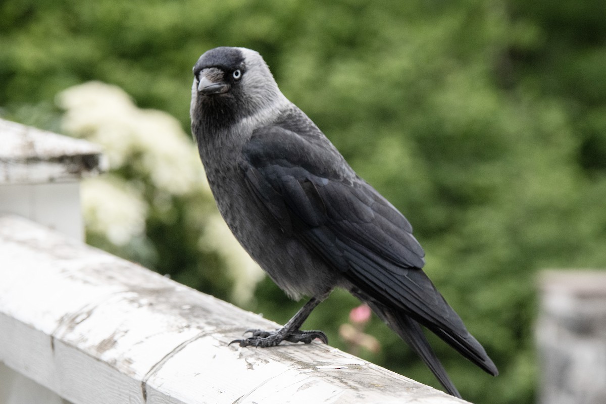 Hooded Crow - ML620270594