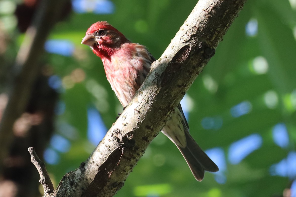 House Finch - ML620270595