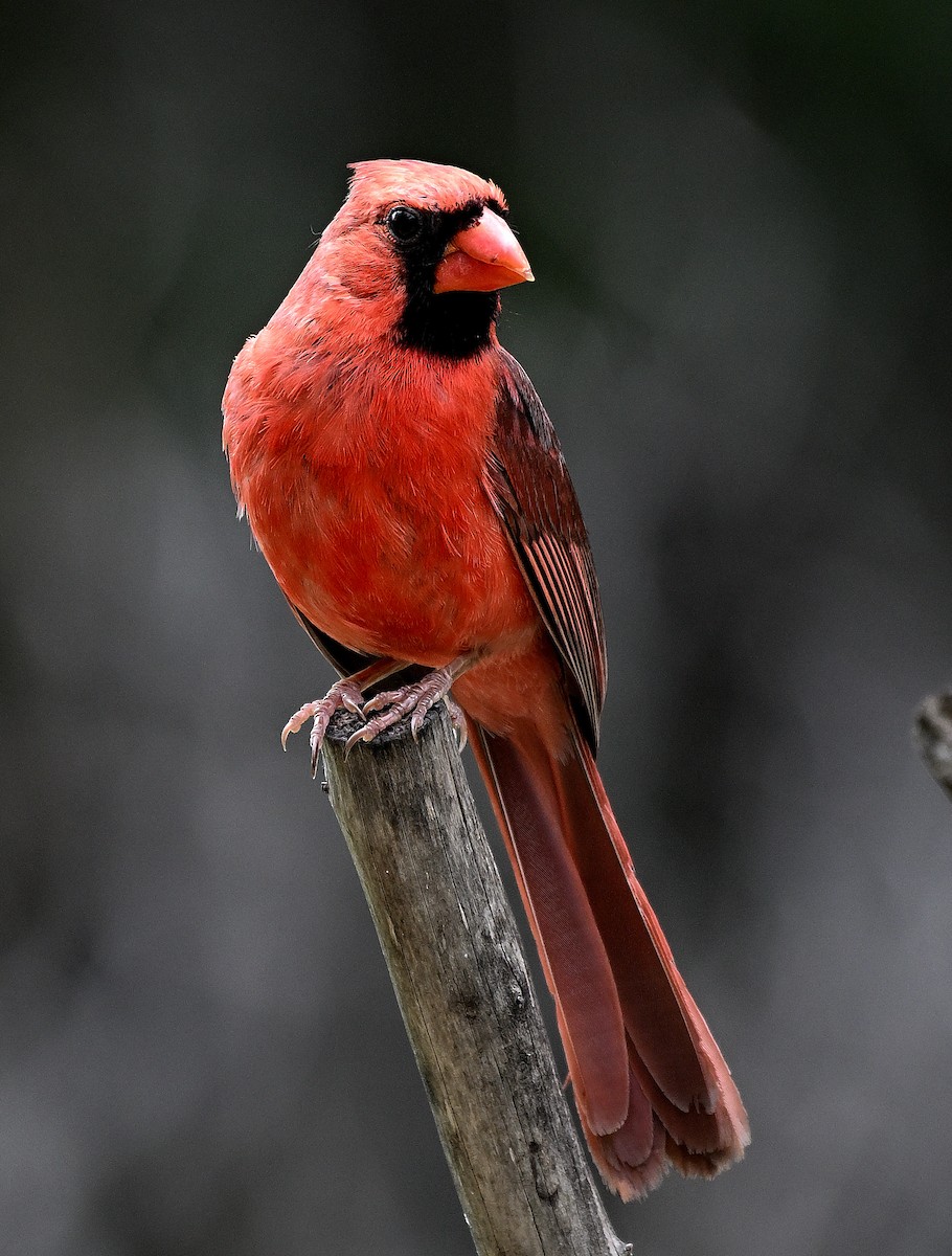 Northern Cardinal - ML620270603