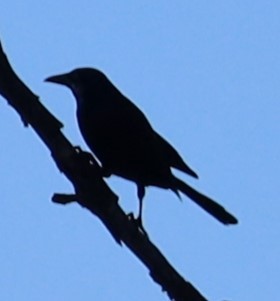 Common Grackle - ML620270604