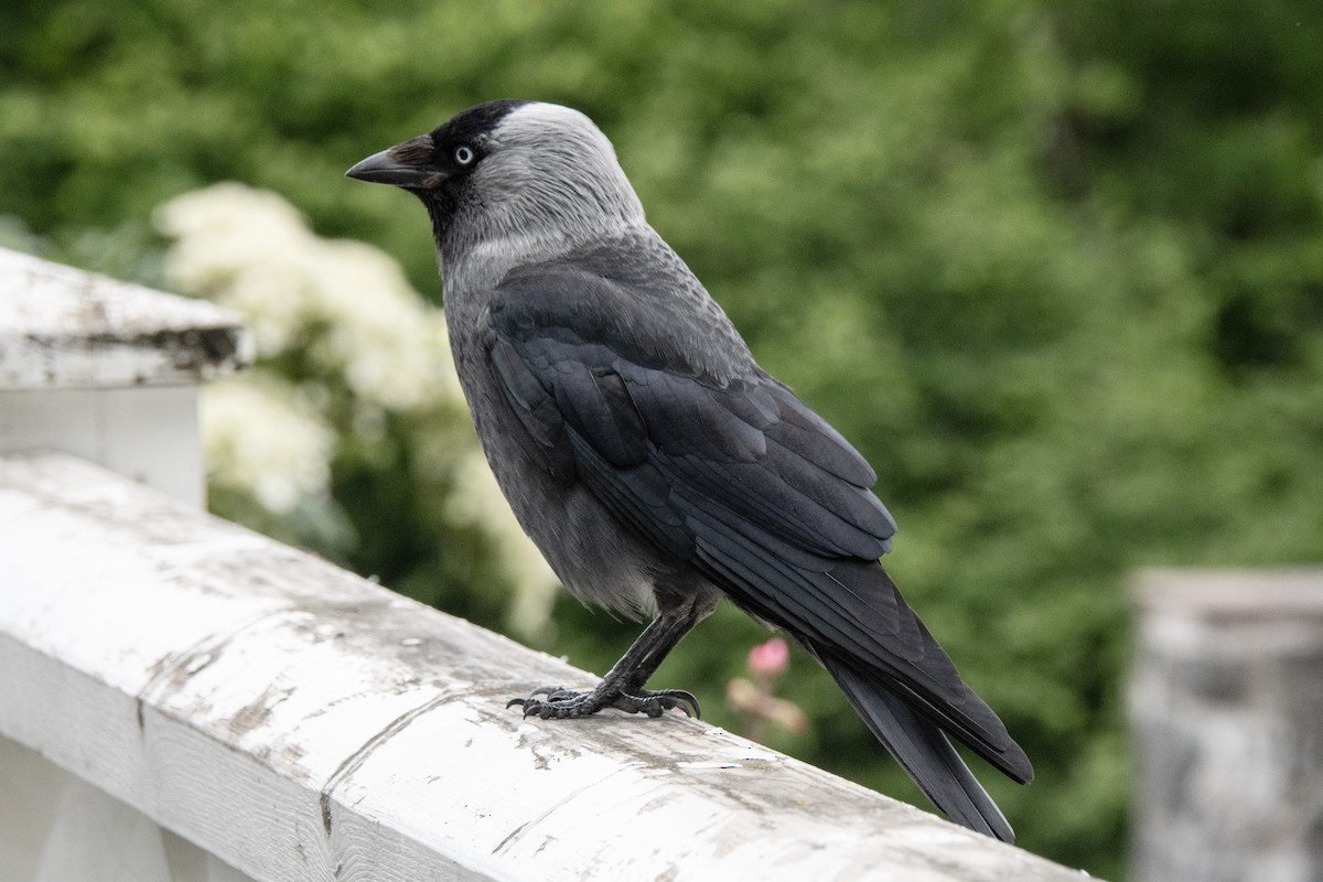 Hooded Crow - ML620270607