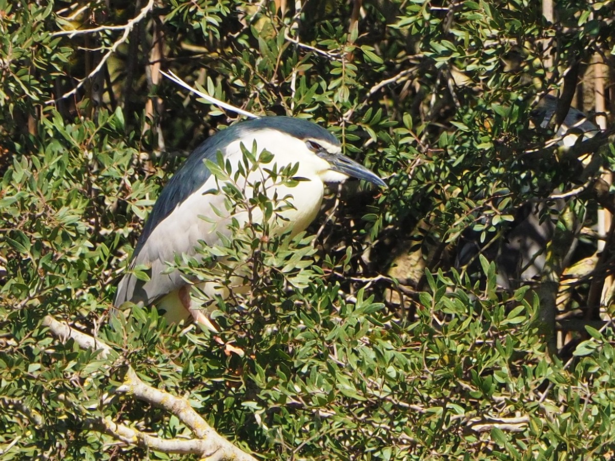 Black-crowned Night Heron - ML620270610