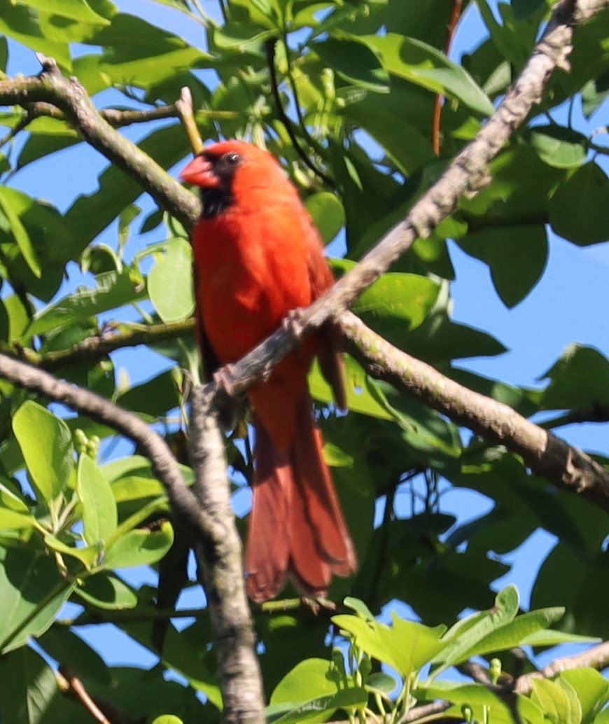 Cardinal rouge - ML620270614