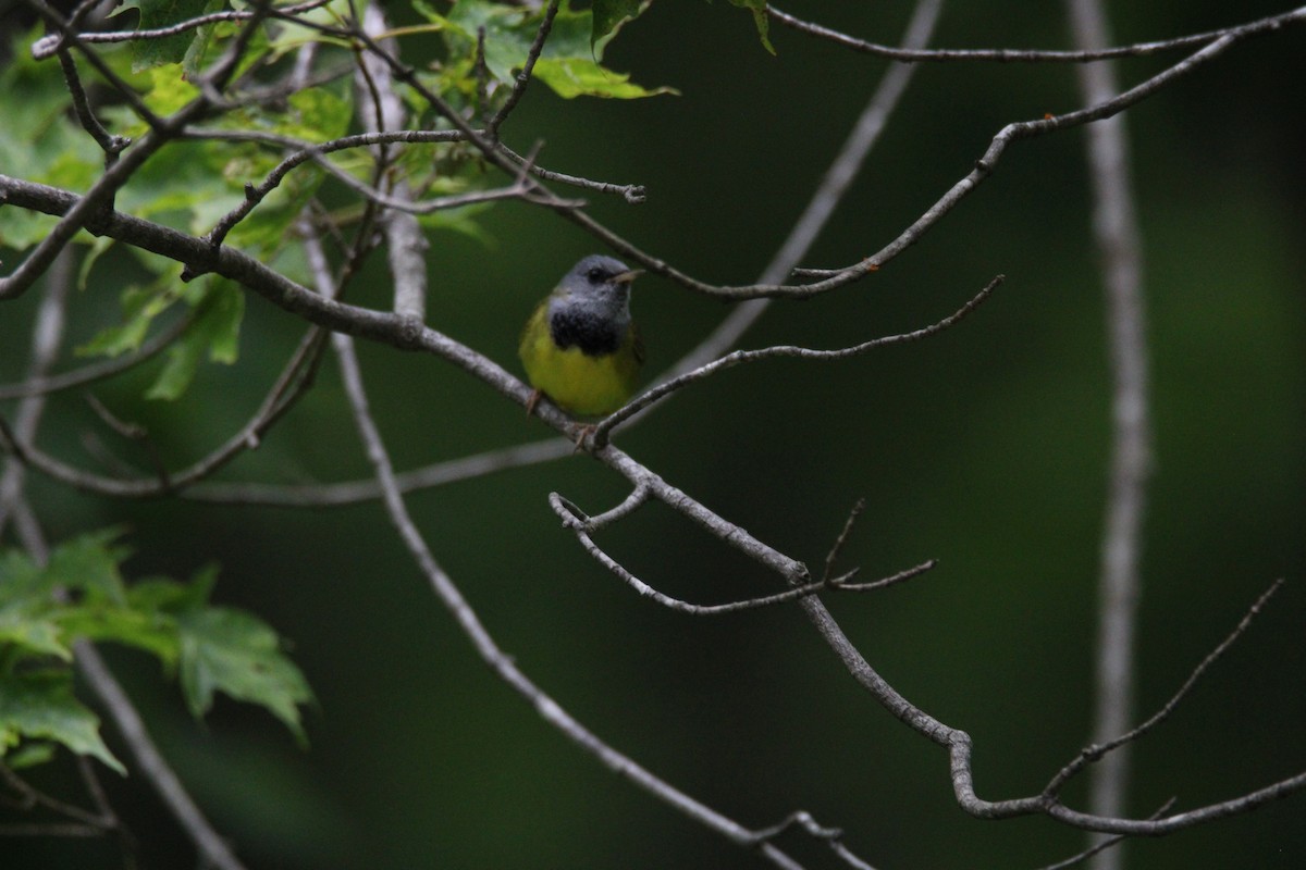 Mourning Warbler - ML620270615