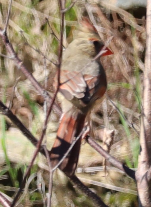 Cardinal rouge - ML620270618