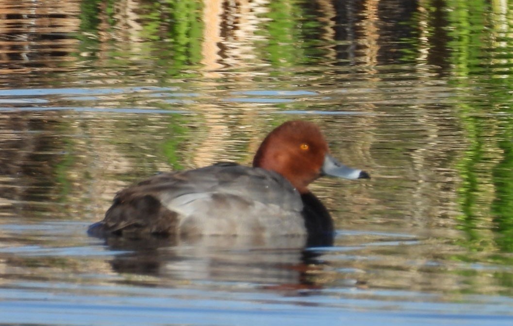 Redhead - ML620270620