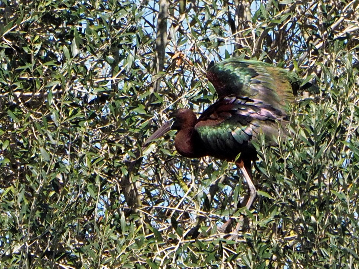 ibis hnědý - ML620270621