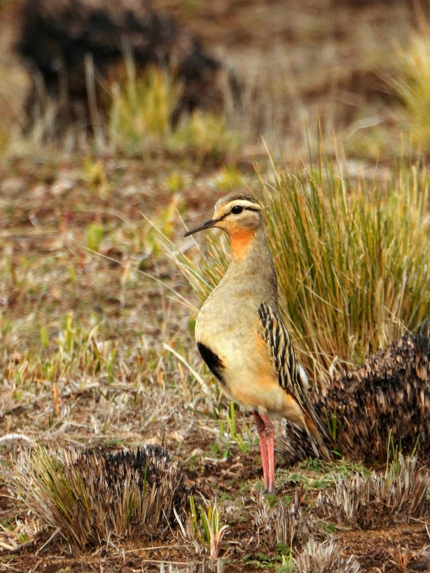 Tawny-throated Dotterel - ML620270626