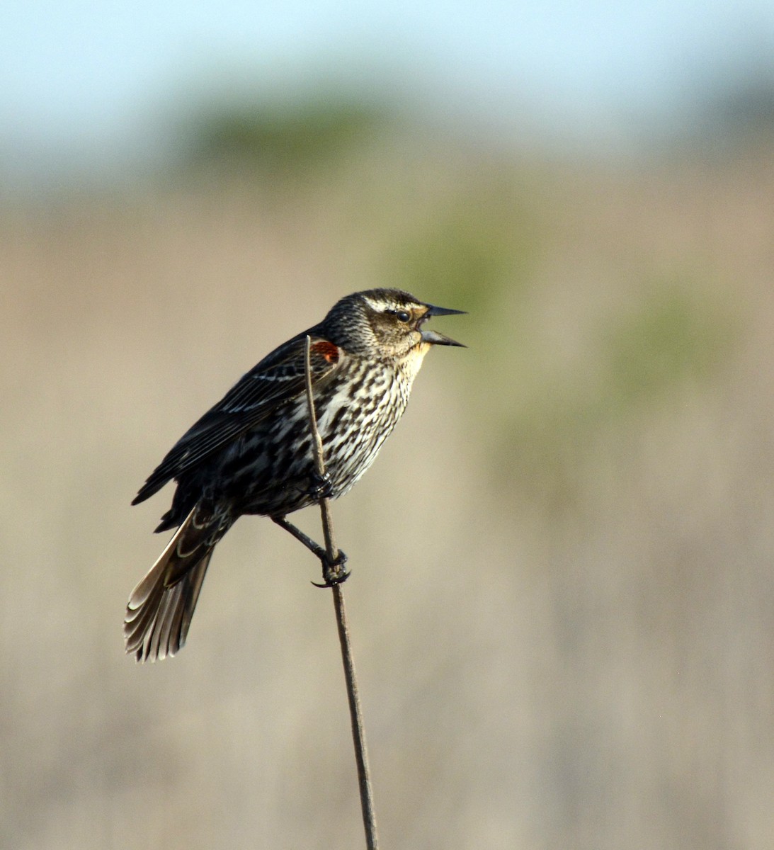 Red-winged Blackbird - ML620270627