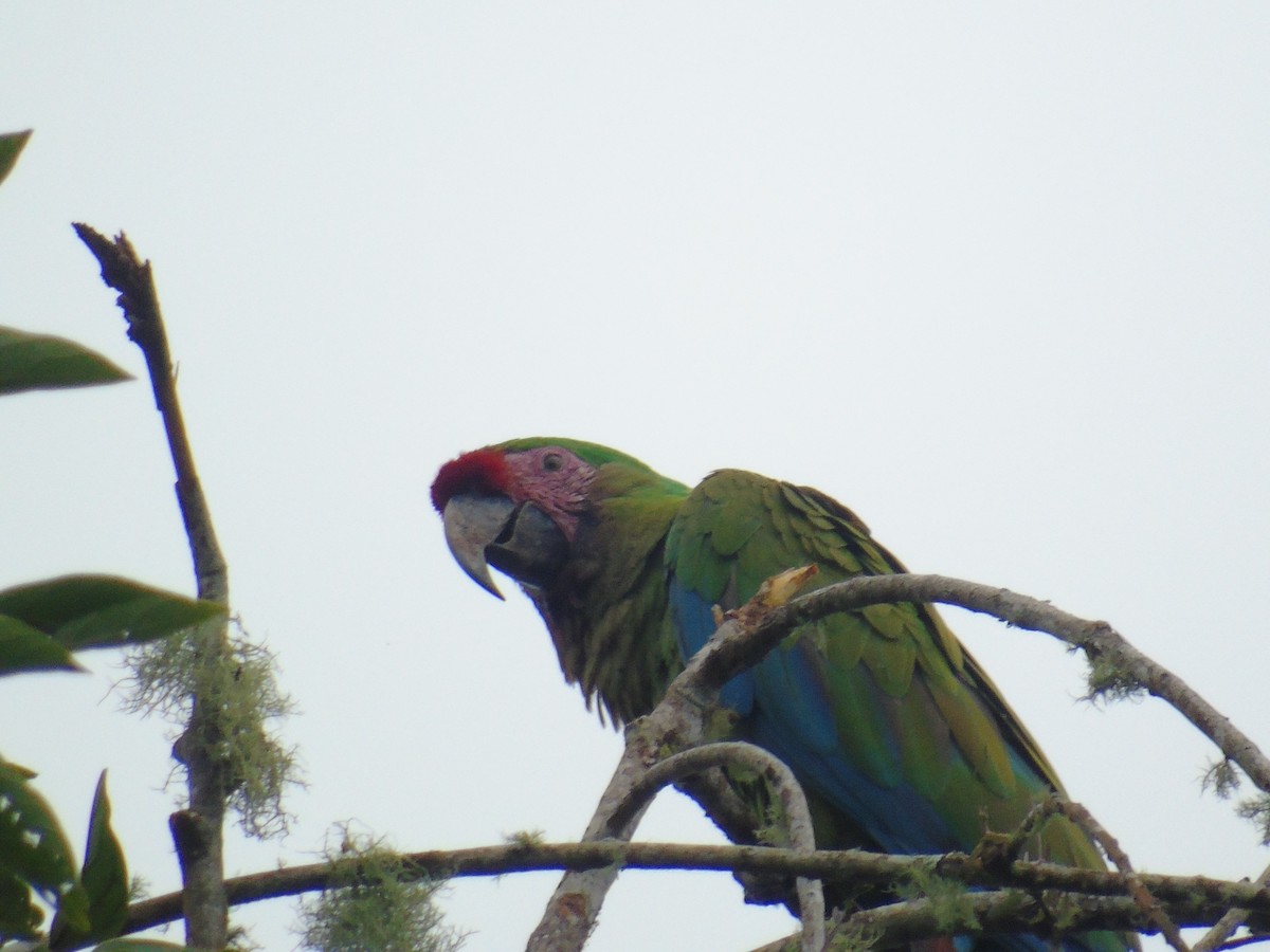 Military Macaw - ML620270629