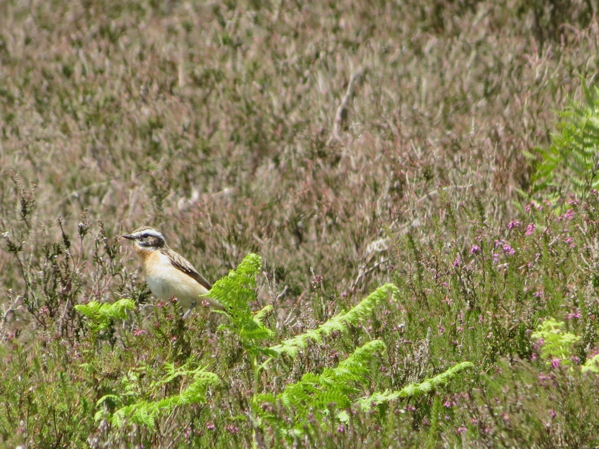 Whinchat - ML620270633