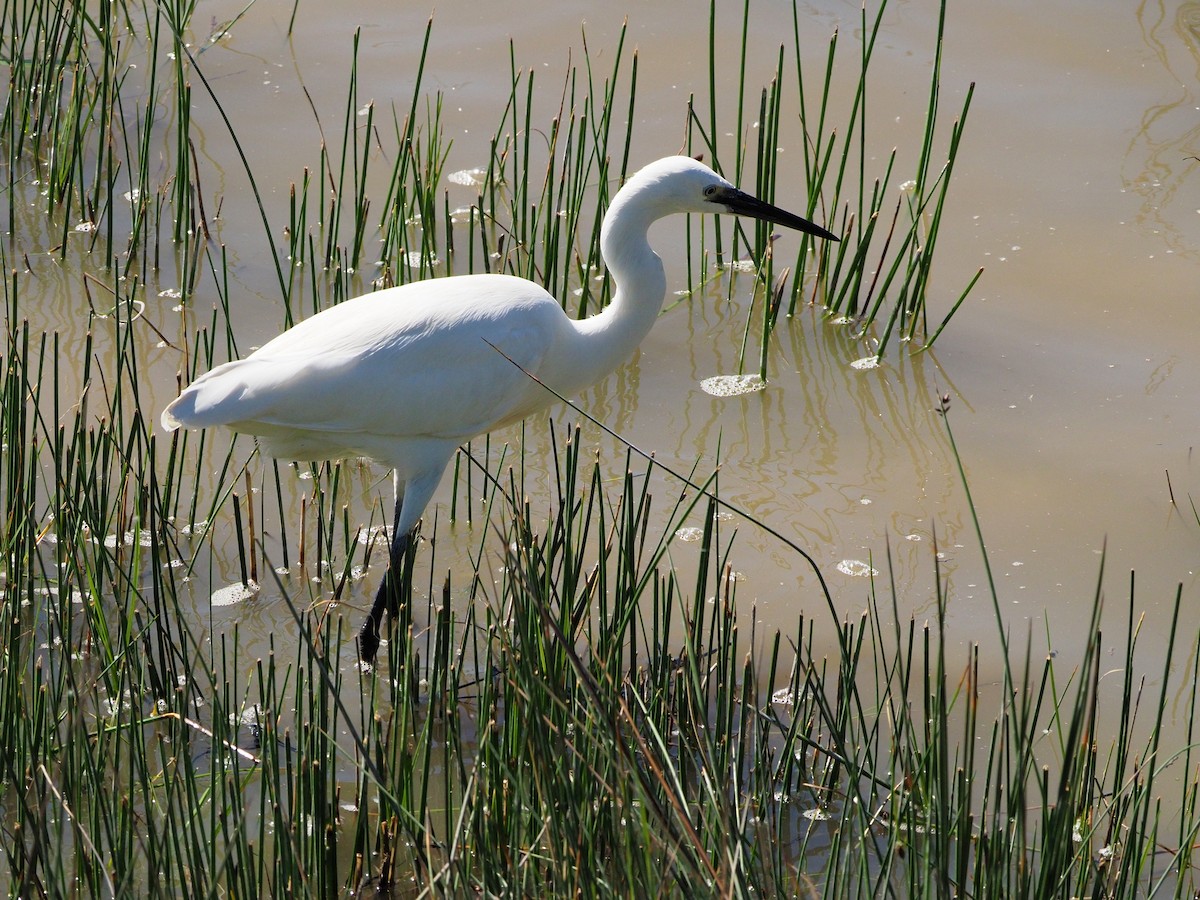 Little Egret - Brian Carruthers