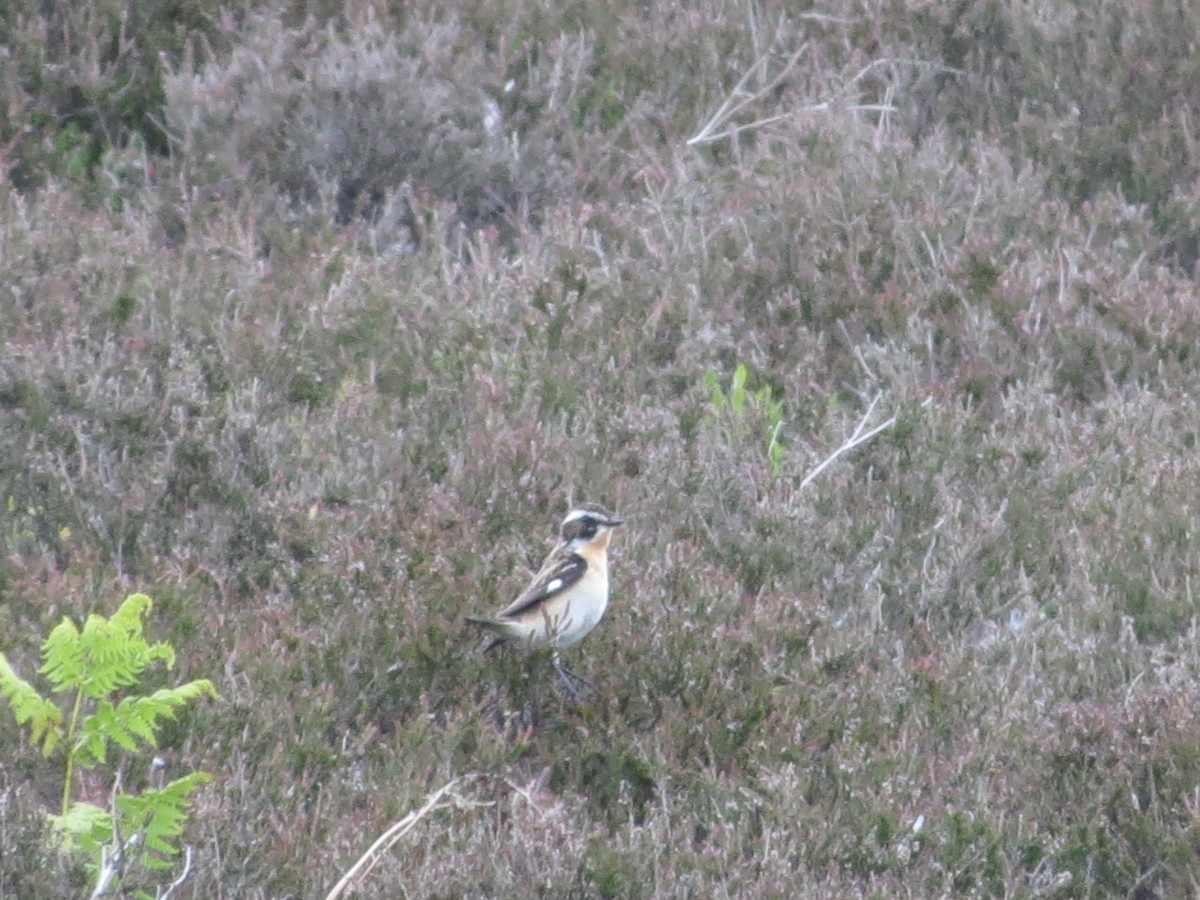 Whinchat - ML620270635