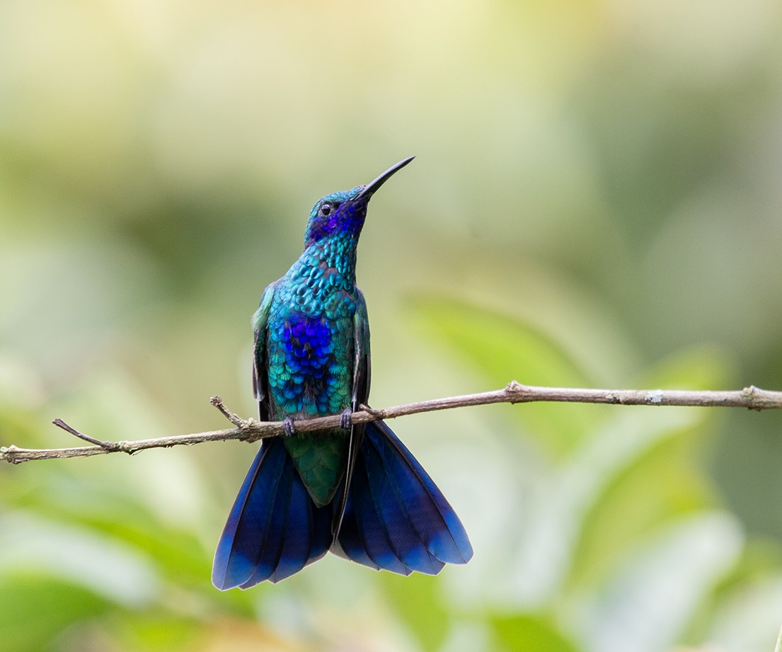 Colibrí Rutilante - ML620270644