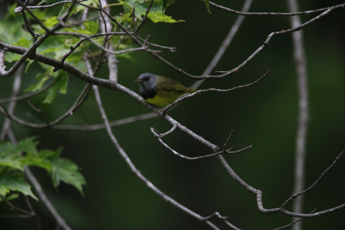 Mourning Warbler - ML620270647