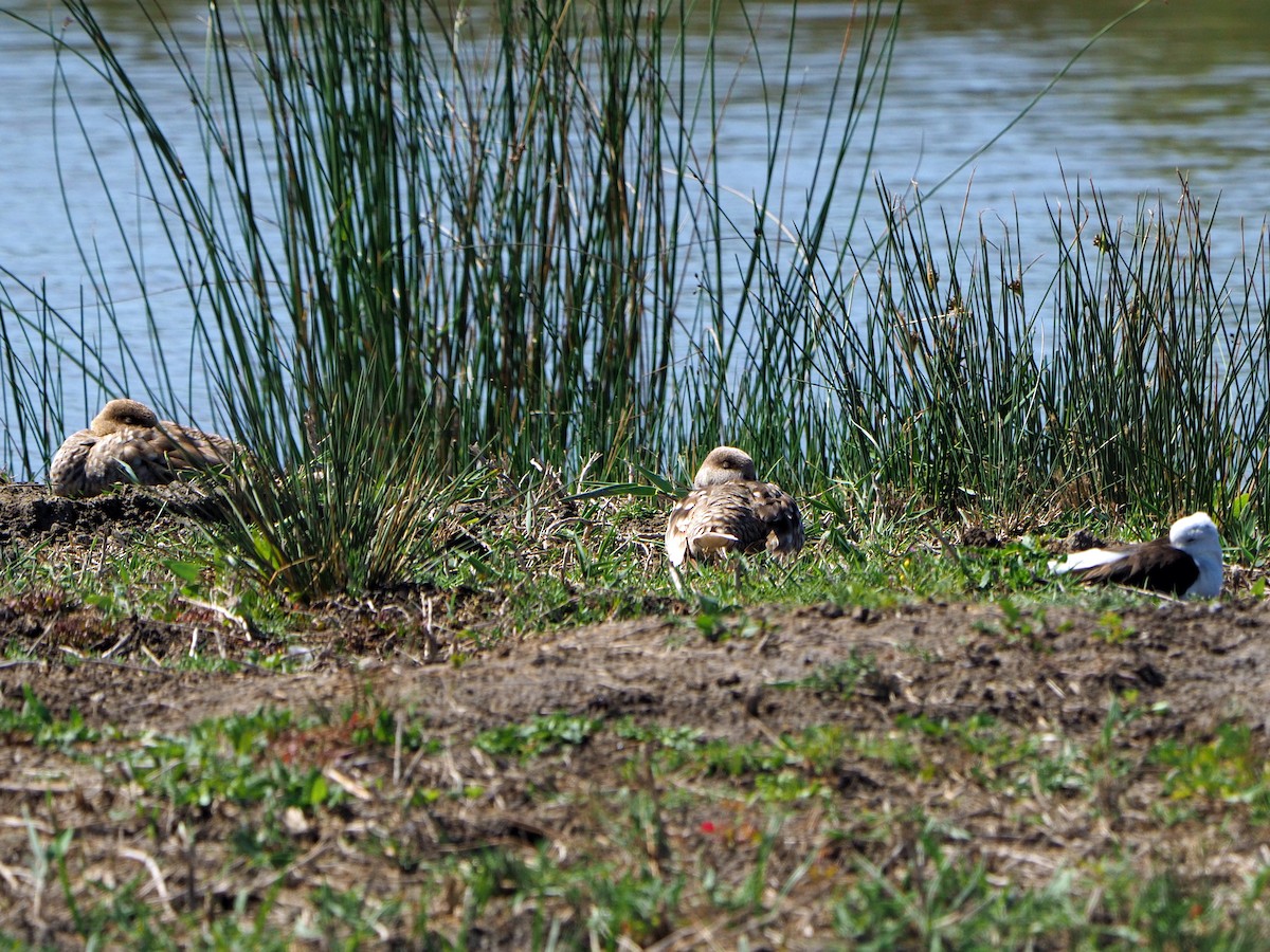 Marbled Duck - ML620270655