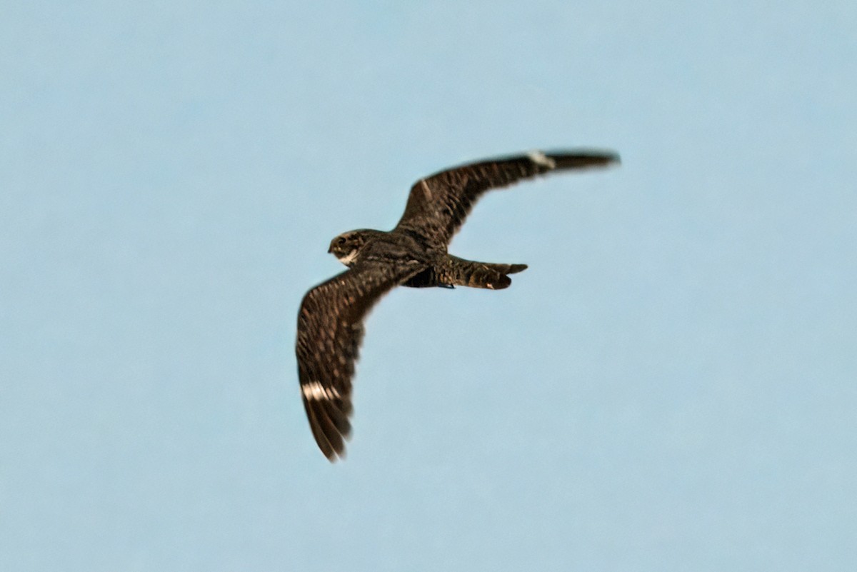 Lesser Nighthawk - ML620270656