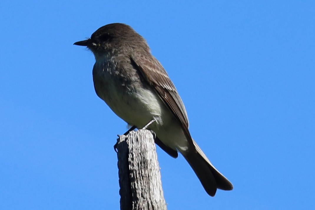 Eastern Phoebe - ML620270658