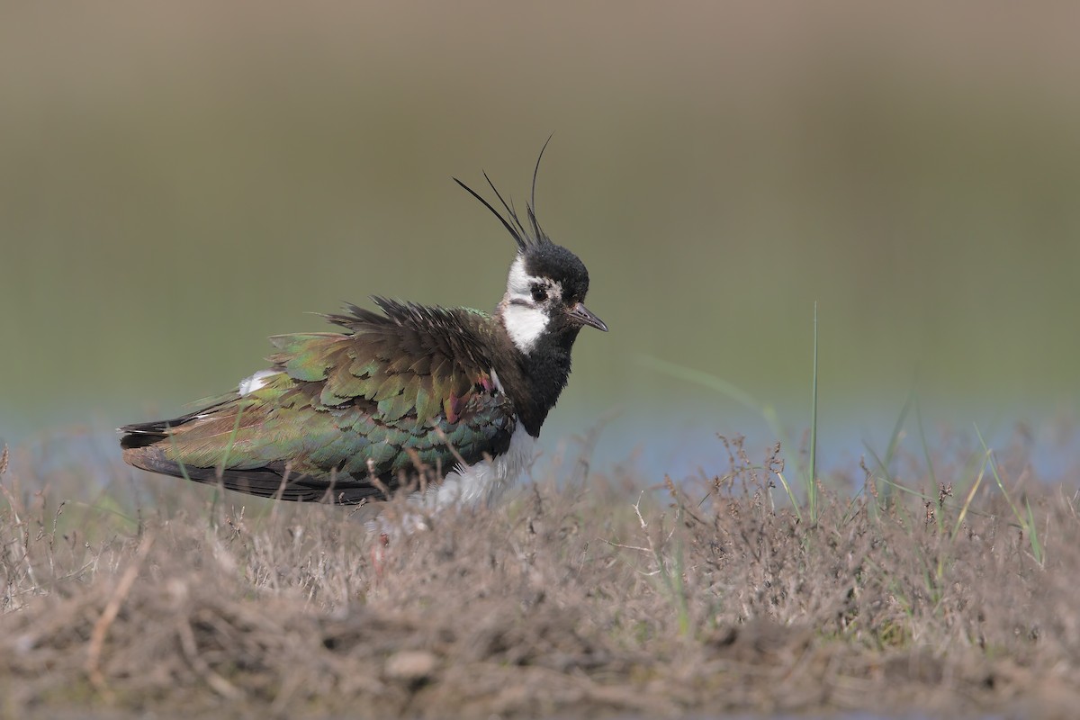 Northern Lapwing - Marco Valentini