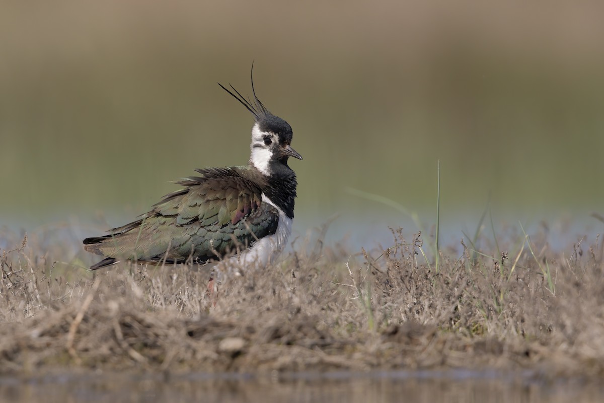 Northern Lapwing - ML620270660