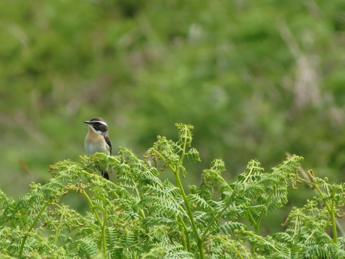 Whinchat - ML620270662