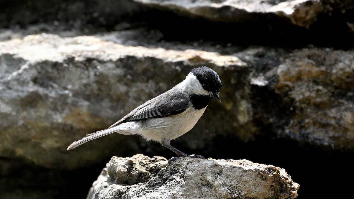 Carolina Chickadee - ML620270663