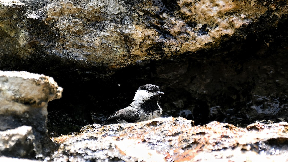 Carolina Chickadee - ML620270665