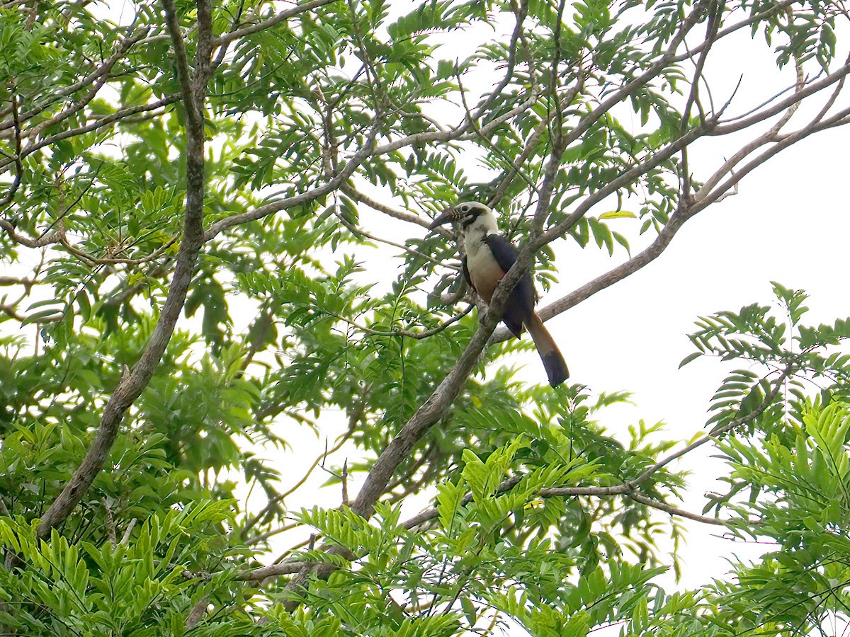 Visayashornvogel - ML620270668