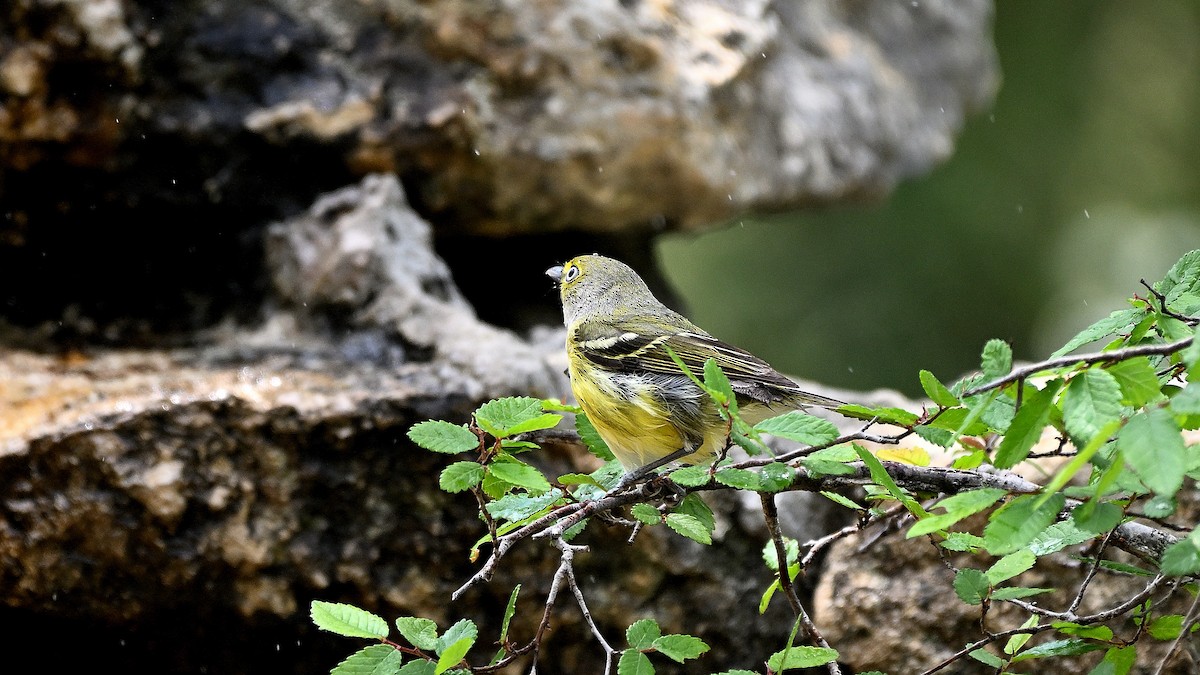 Weißaugenvireo - ML620270669