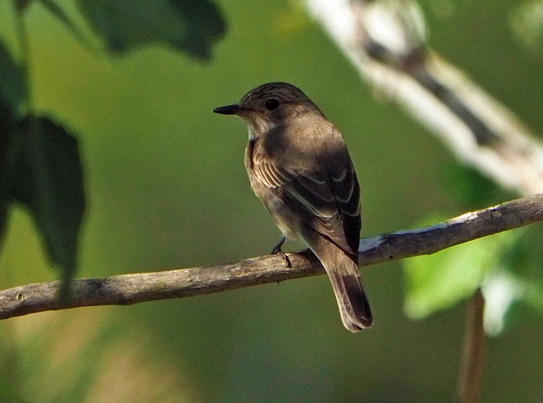 Spotted Flycatcher - ML620270673