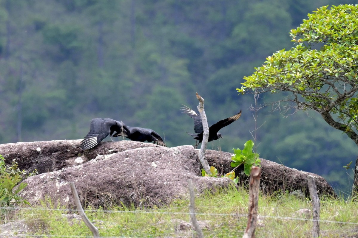 Black Vulture - Carlos Jenkins