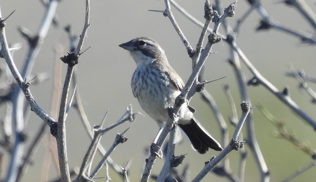 Black-throated Sparrow - ML620270693