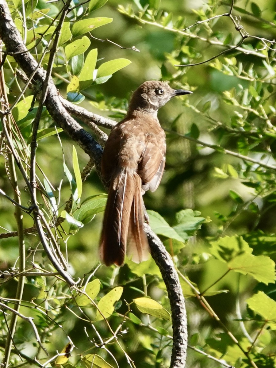 Brown Thrasher - ML620270700