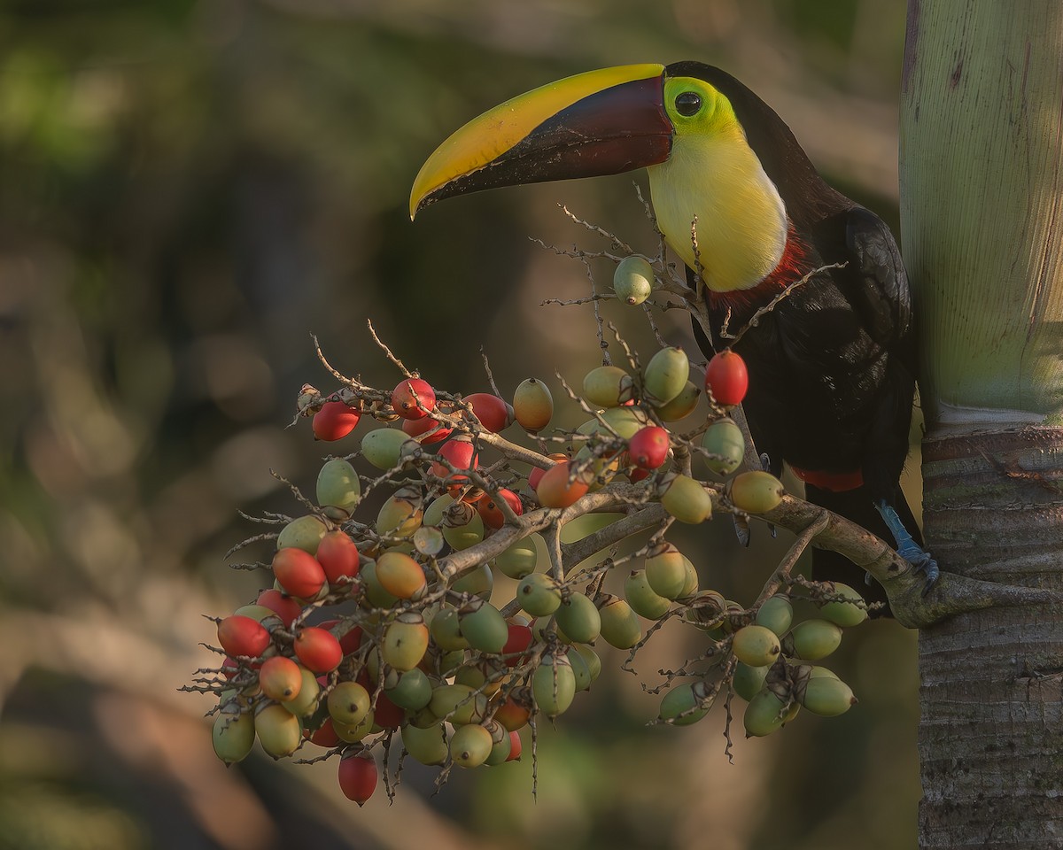 Yellow-throated Toucan - ML620270702