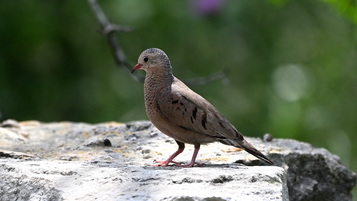 Common Ground Dove - ML620270705