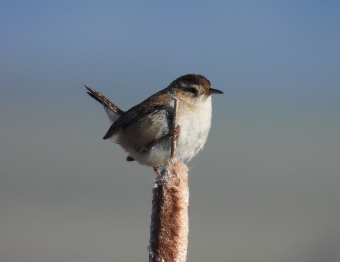 Marsh Wren - ML620270707