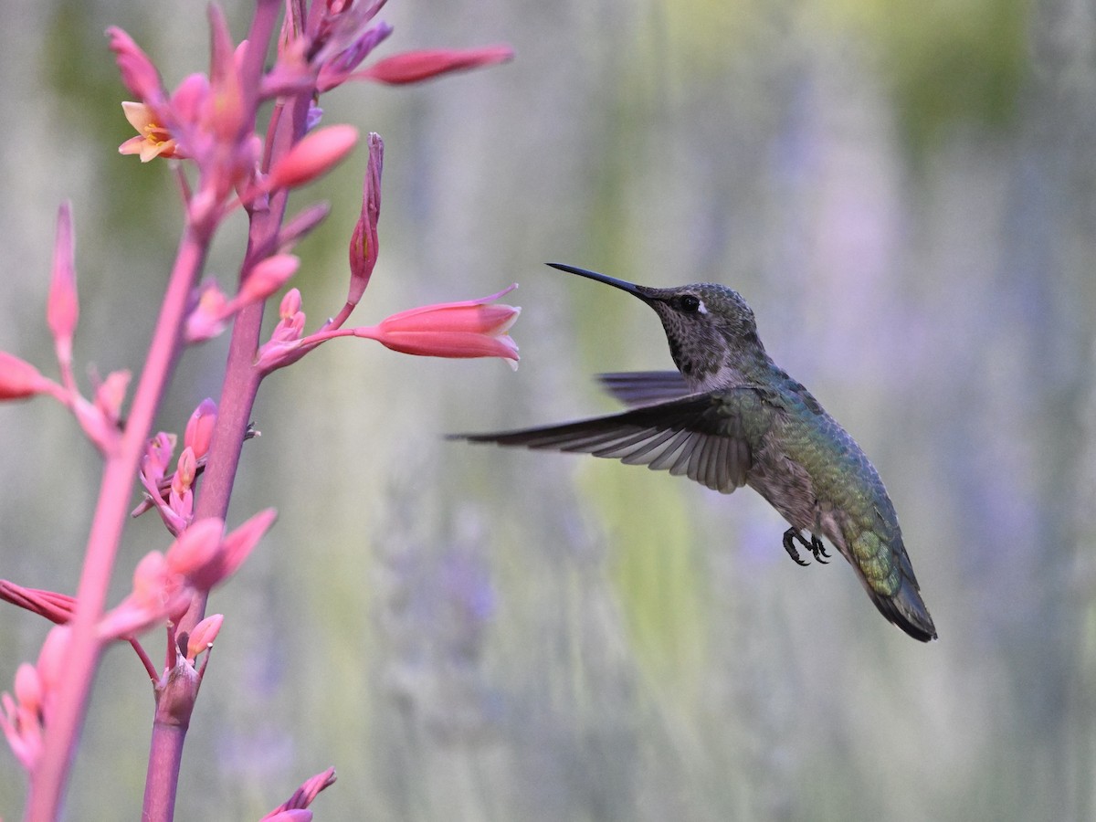 Anna's Hummingbird - ML620270713