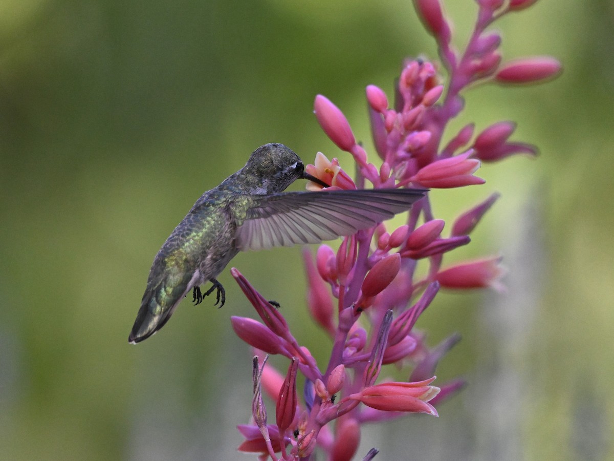 Anna's Hummingbird - ML620270714