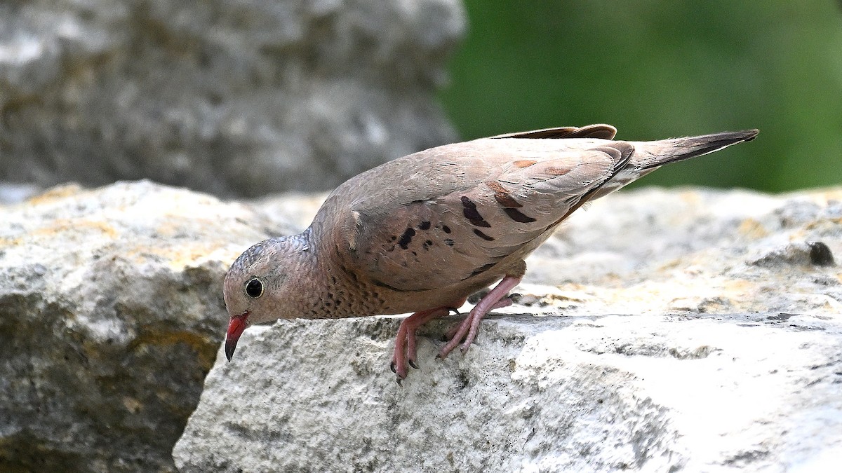 Common Ground Dove - ML620270718