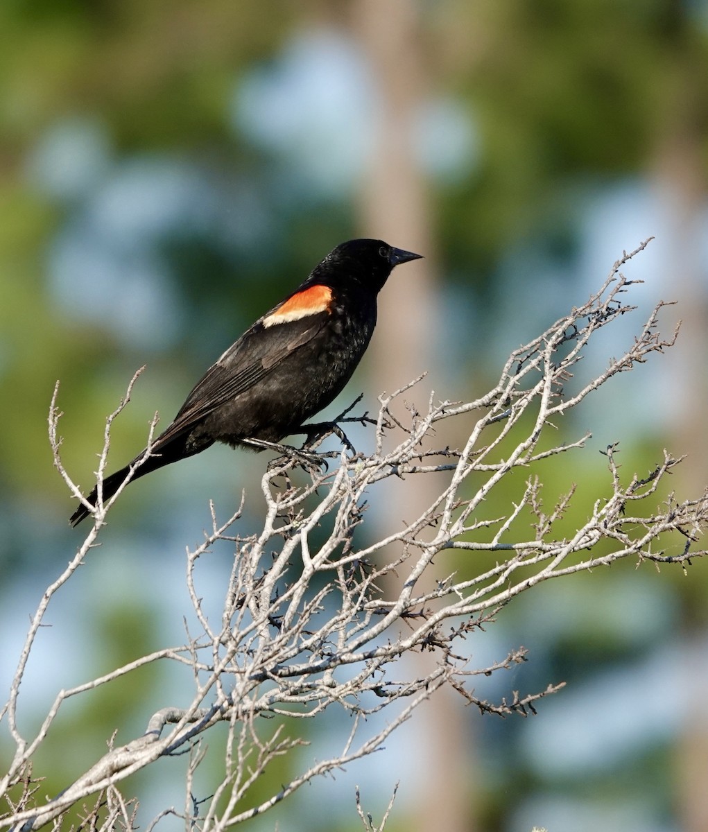 Red-winged Blackbird - ML620270719