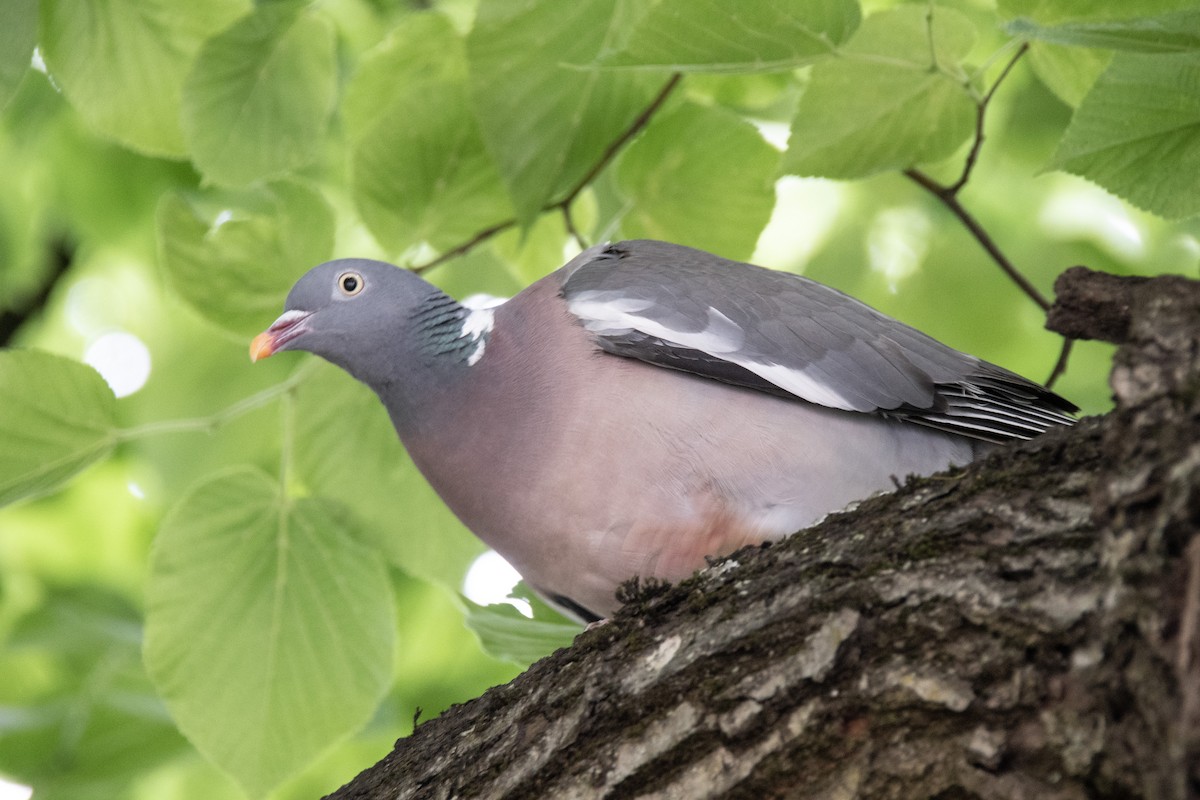 Common Wood-Pigeon - ML620270726