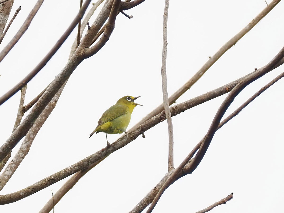 Yellowish White-eye - ML620270728