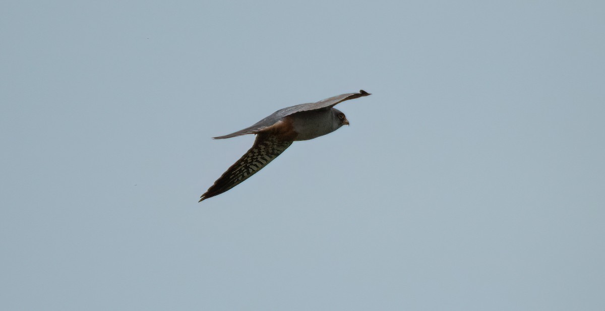 Red-footed Falcon - ML620270734