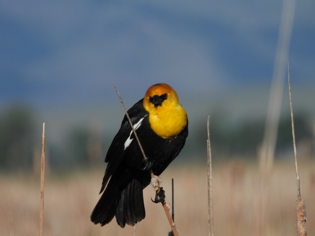 Yellow-headed Blackbird - ML620270735