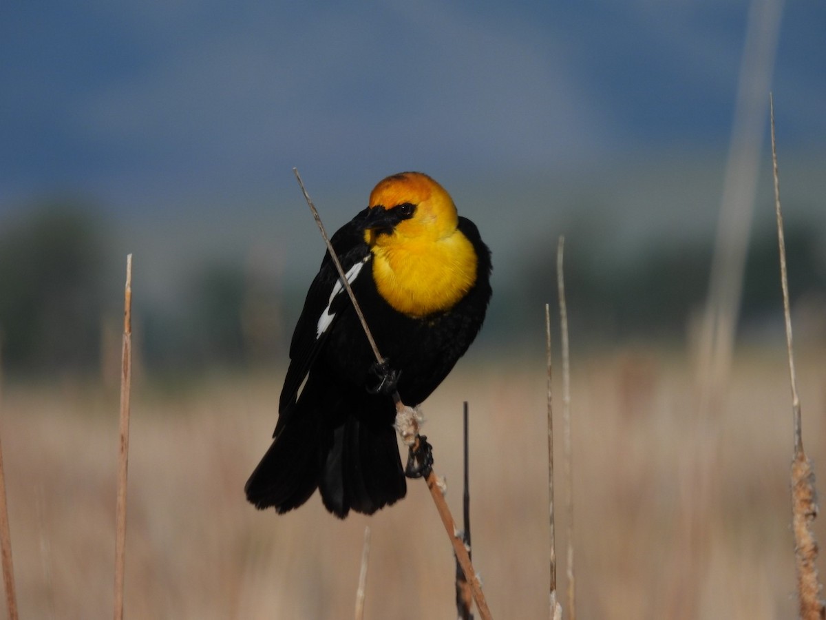 Yellow-headed Blackbird - ML620270736